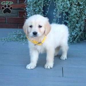 Trinity, English Cream Golden Retriever Puppy