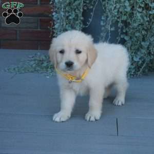 Trinity, English Cream Golden Retriever Puppy
