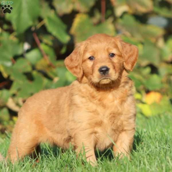 Trish, Golden Retriever Puppy