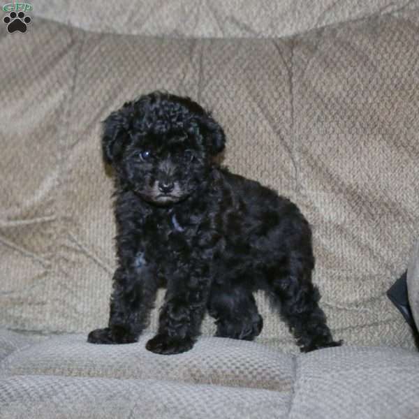 Trish, Toy Poodle Puppy