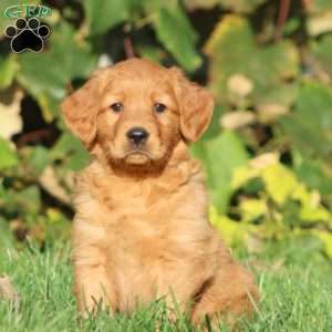 Trish, Golden Retriever Puppy