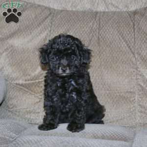 Trish, Toy Poodle Puppy