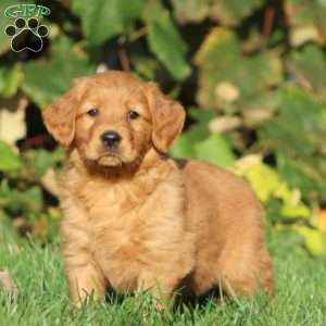 Trish, Golden Retriever Puppy