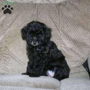 Trish, Toy Poodle Puppy
