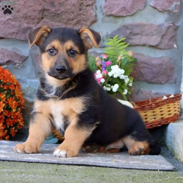 Tristan, German Shepherd Mix Puppy
