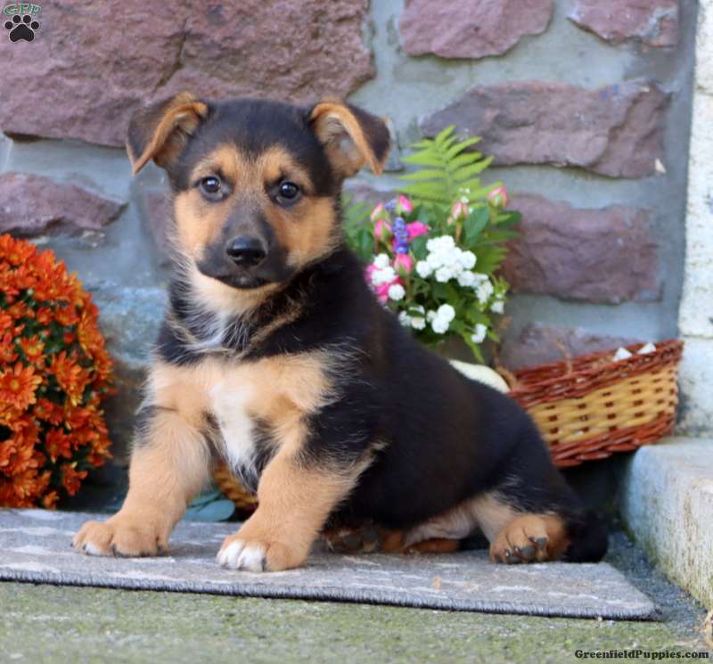 Tristan (Mixed breed, Male) in Honey Brook, PA