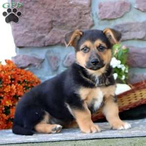 Tristan, German Shepherd Mix Puppy