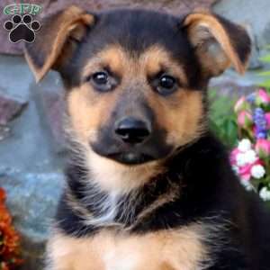 Tristan, German Shepherd Mix Puppy