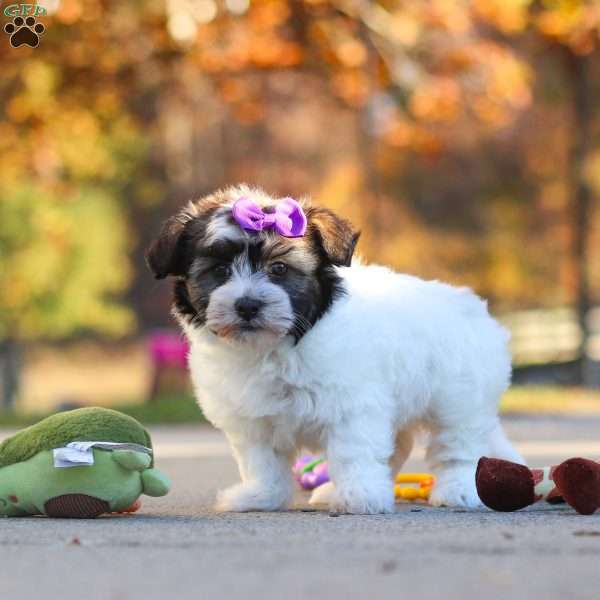 Trixie, Havanese Puppy