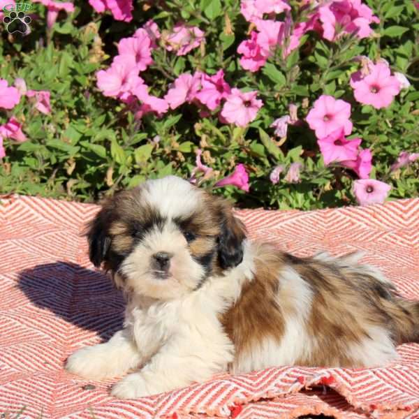 Trixie, Shih Tzu Puppy