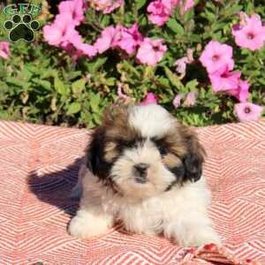 Trixie, Shih Tzu Puppy