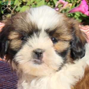 Trixie, Shih Tzu Puppy