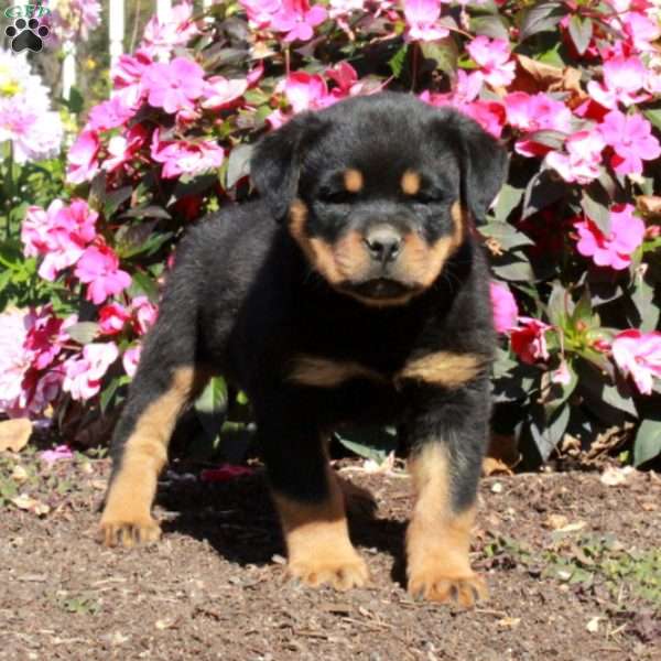 Trooper, Rottweiler Puppy