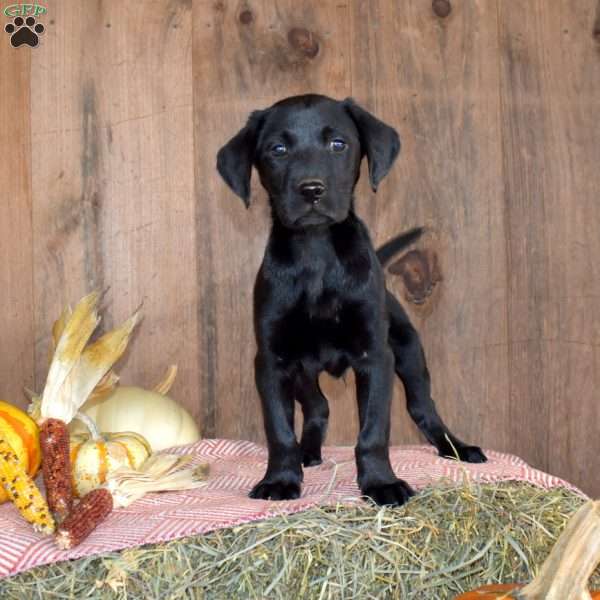 Trooper, Black Labrador Retriever Puppy
