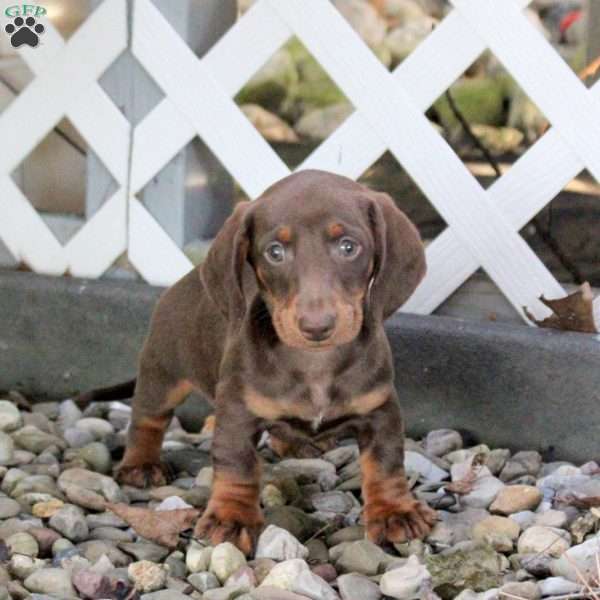 Trooper, Dachshund Puppy