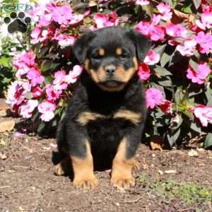 Trooper, Rottweiler Puppy