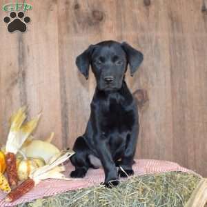 Trooper, Black Labrador Retriever Puppy