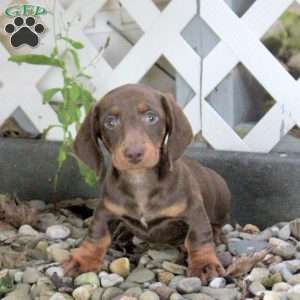 Trooper, Dachshund Puppy