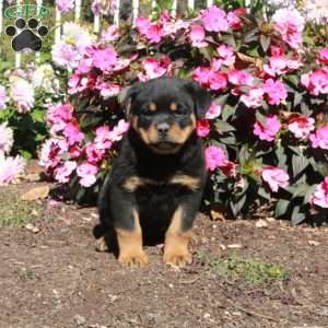 Trooper, Rottweiler Puppy