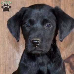 Trooper, Black Labrador Retriever Puppy