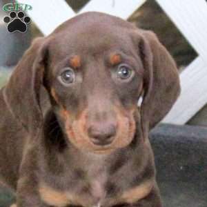 Trooper, Dachshund Puppy