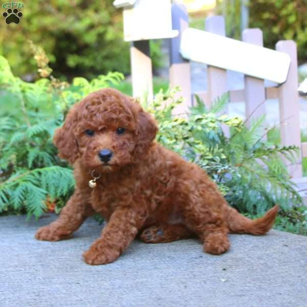 Troy, Toy Poodle Puppy