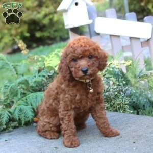 Troy, Toy Poodle Puppy