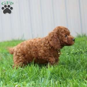 Troy, Toy Poodle Puppy