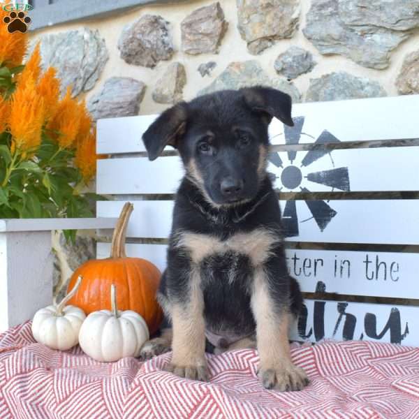 Tucker, German Shepherd Puppy