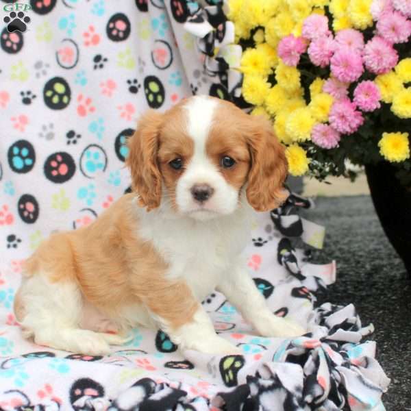 Tucker, Cavalier King Charles Spaniel Puppy