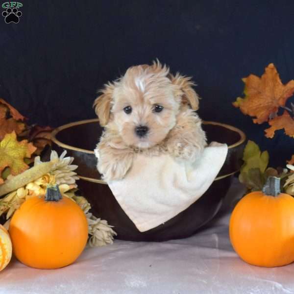 Tucker, Maltipoo Puppy