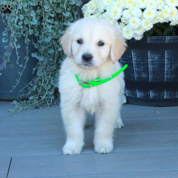 Tucker, English Cream Golden Retriever Puppy