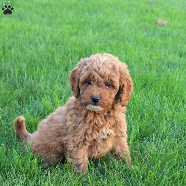 Tucker, Miniature Poodle Puppy