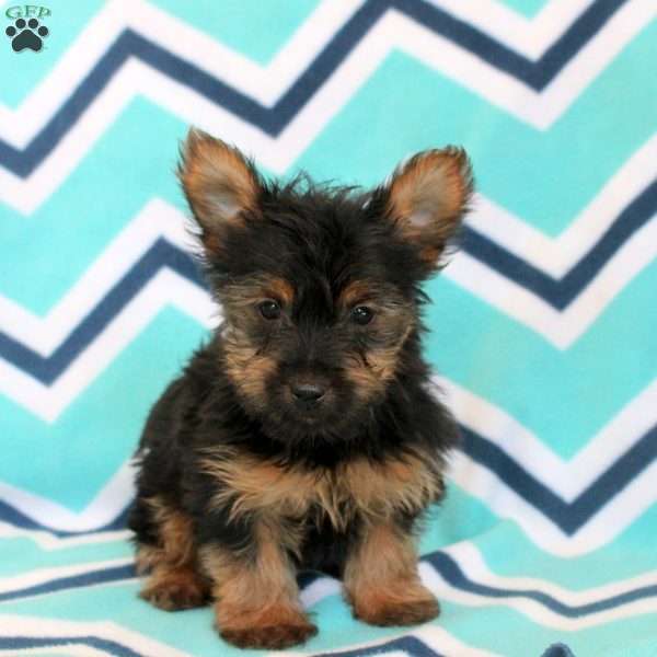 Tucker, Yorkie Puppy