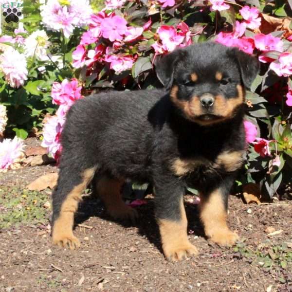 Tucker, Rottweiler Puppy