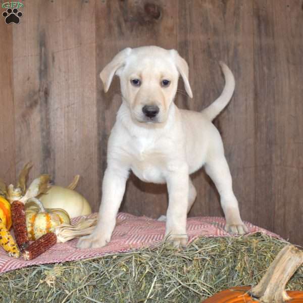 Tucker, Yellow Labrador Retriever Puppy