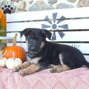 Tucker, German Shepherd Puppy