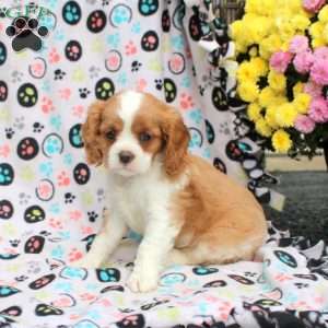 Tucker, Cavalier King Charles Spaniel Puppy