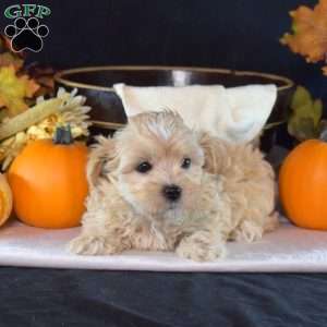 Tucker, Maltipoo Puppy