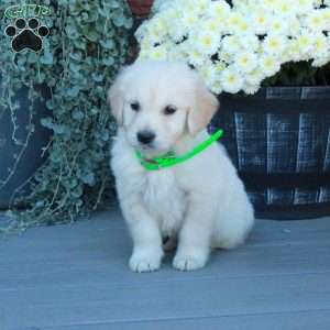 Tucker, English Cream Golden Retriever Puppy