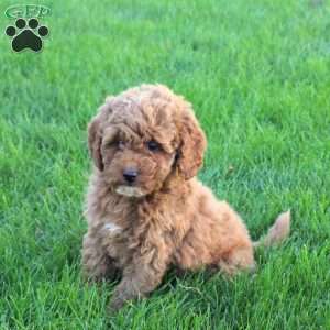 Tucker, Miniature Poodle Puppy