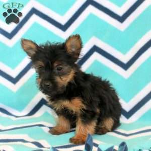 Tucker, Yorkie Puppy