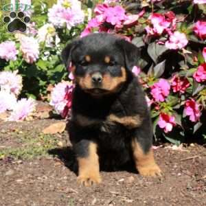 Tucker, Rottweiler Puppy