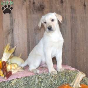 Tucker, Yellow Labrador Retriever Puppy
