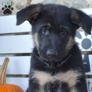 Tucker, German Shepherd Puppy