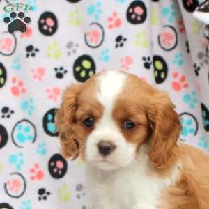 Tucker, Cavalier King Charles Spaniel Puppy