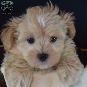Tucker, Maltipoo Puppy
