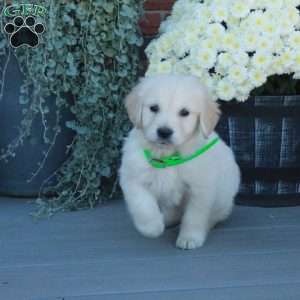 Tucker, English Cream Golden Retriever Puppy