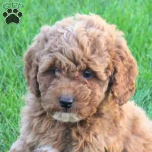 Tucker, Miniature Poodle Puppy