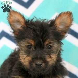 Tucker, Yorkie Puppy